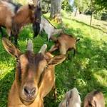 Nature Hideaway Homes With Sauna - One Bedroom