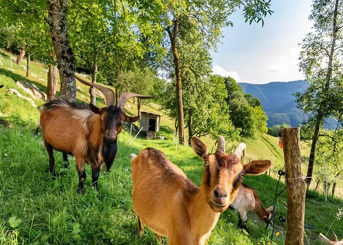 Nature Hideaway Homes With Sauna - One Bedroom *